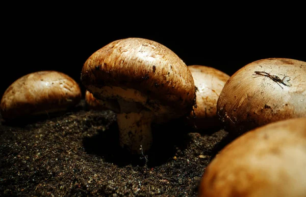 Cultivation Brown Champignons Mushrooms Farm — Φωτογραφία Αρχείου