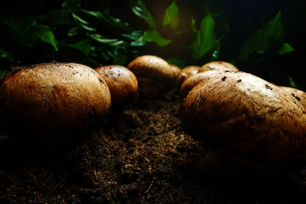 Cultivation Brown Champignons Mushrooms Forest — Fotografie, imagine de stoc