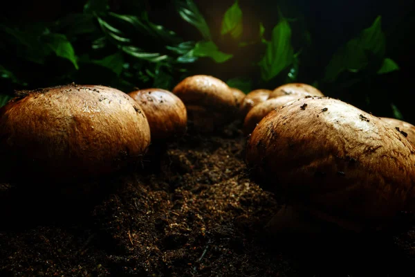 Cultivation Brown Champignons Mushrooms Forest — Foto Stock