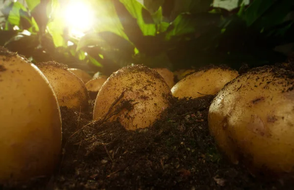 Biologische Aardappelen Opgegraven Liggen Het Veld — Stockfoto