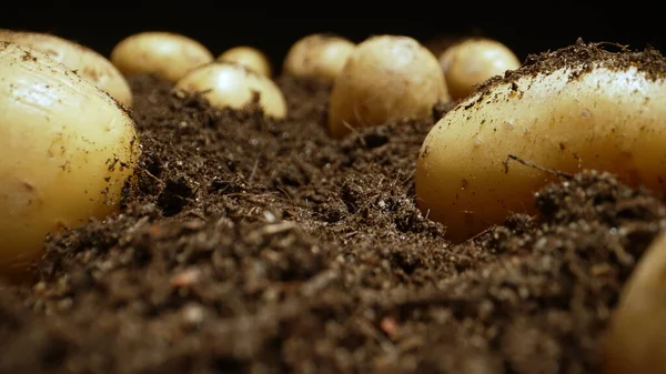 Biologische Aardappelen Opgegraven Liggen Het Veld — Stockfoto