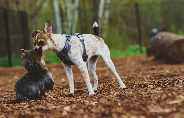 Deux Terriers Jouent Sur Aire Jeux Pour Chiens — Photo