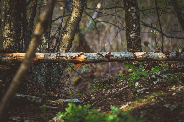 Fallna Träd Vårskogen — Stockfoto