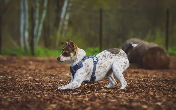 Rat Terrier Joue Sur Aire Jeux Pour Chiens — Photo
