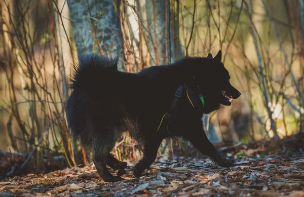 Schipperke Kutya Sétál Parkban — Stock Fotó