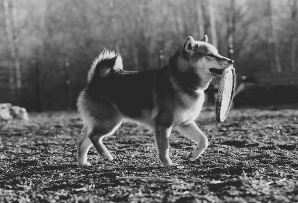 Shiba Inu Bawi Się Placu Zabaw Dla Psów Parku — Zdjęcie stockowe