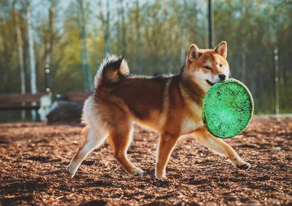 Shiba Inu Bawi Się Placu Zabaw Dla Psów Parku — Zdjęcie stockowe