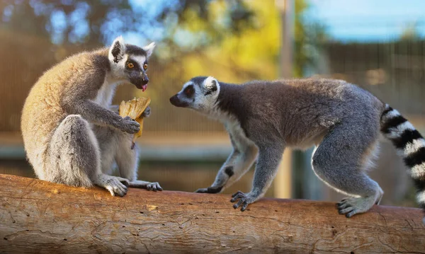 Lemurer Äter Banan Nationalparken Björnbär — Stockfoto