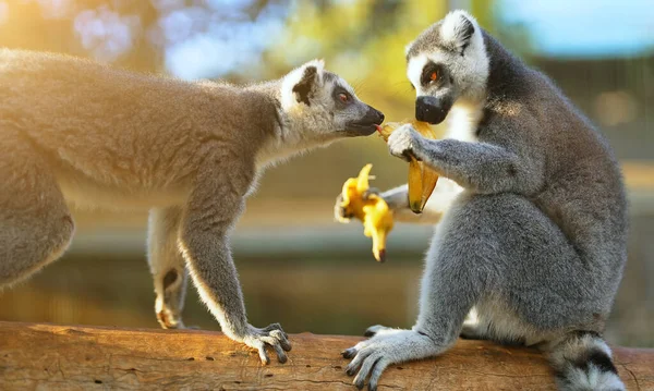 Lémures Comiendo Plátano Parque Nacional Lemuroidea — Foto de Stock