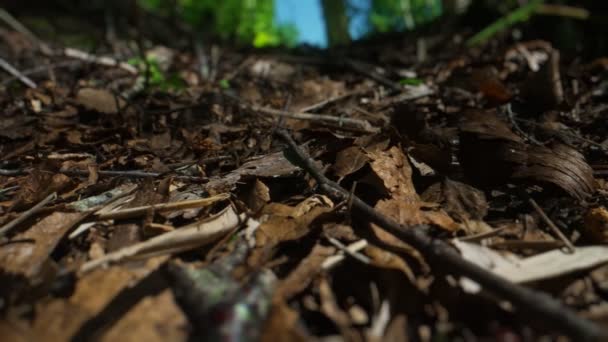 Ameisen Kriechen Auf Waldweg Wald — Stockvideo