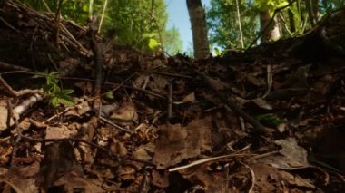 Karıncalar ormanda bir orman yolunda sürünüyorlar..