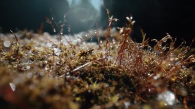 Ormandaki yosun manzarası.