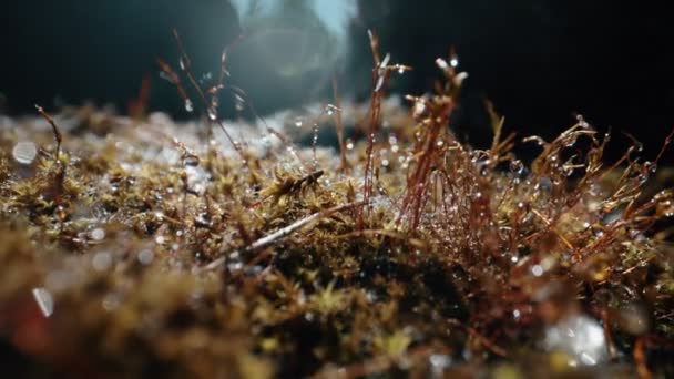 森林苔藓宏观视图 — 图库视频影像