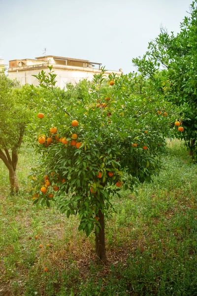 庭に熟した果物とオレンジの木 — ストック写真
