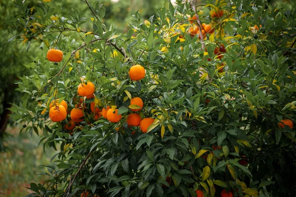 Апельсины Спелыми Фруктами Саду — стоковое фото
