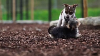 Köpek parkında iki teriyer oynuyor..