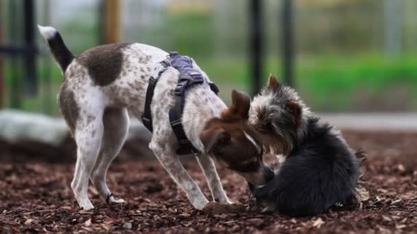Dos Terriers Juegan Patio Del Perro — Vídeo de stock