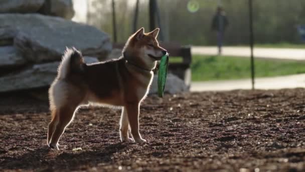Shiba Inu Plays Dog Playground Park — Stock Video