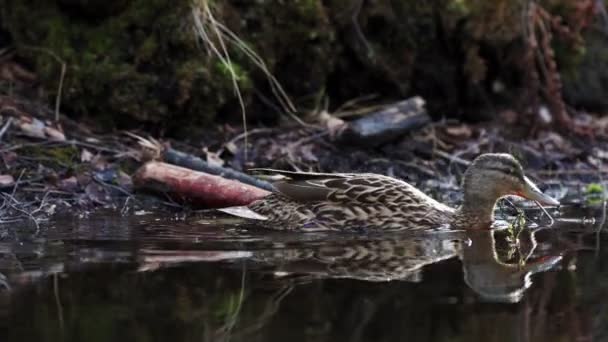 Drake Und Eine Ente Schwimmen Einem Teich — Stockvideo