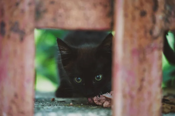 Frightened Street Homeless Black Kitten Eats Food — Foto de Stock