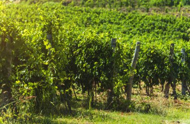 İtalya, Campania 'da güneşin altında güzel üzüm bağları.