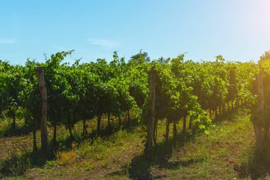 Beautiful vineyards under hot sun in Campania, Italy.