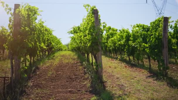 Wunderschöne Weinberge Unter Heißer Sonne Kampanien Italien — Stockvideo