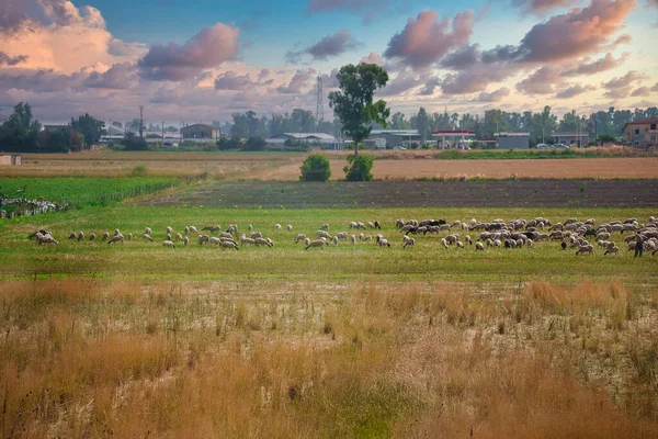 Ovelhas Pastando Prado Verão — Fotografia de Stock