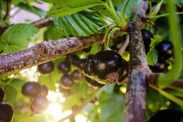 Black Currants Bush Sunny Day — 图库照片