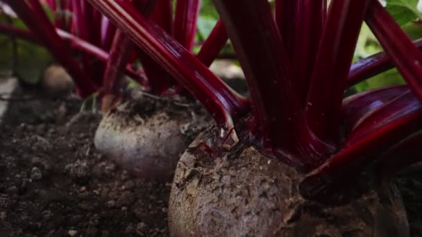 Beetroot Root Vegetable Greenhouse — Vídeos de Stock