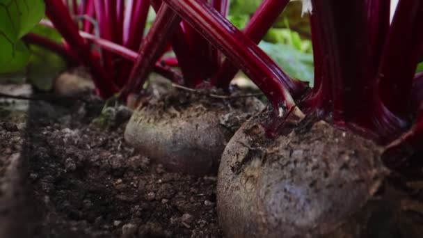 Beetroot Root Vegetable Greenhouse — Vídeo de stock