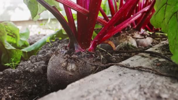 Beetroot Root Vegetable Greenhouse — Stockvideo