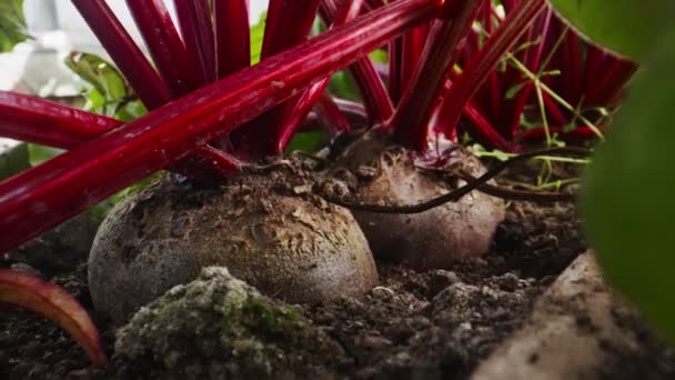 Beetroot Root Vegetable Greenhouse — Vídeos de Stock