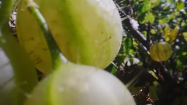 Gooseberries on a bush in sunny day.