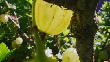 Gooseberries on a bush in sunny day.