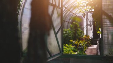 Bahçede sebzeli sera.