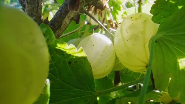 Gooseberries Bush Sunny Day — Video