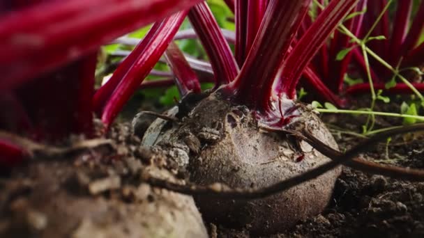 Beetroot Root Vegetable Greenhouse — Vídeos de Stock