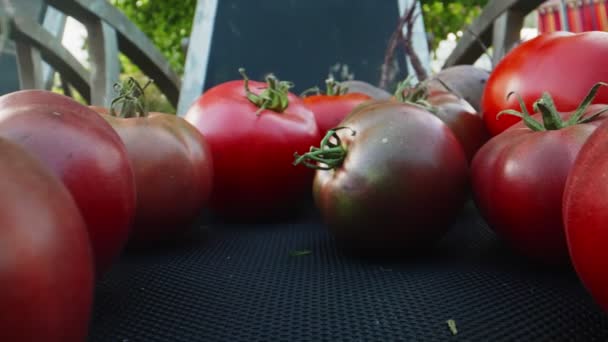 Pile Freshly Cut Ripe Red Tomatoes — Stok video