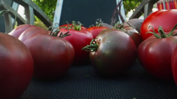 Pile Freshly Cut Ripe Red Tomatoes — Stock videók