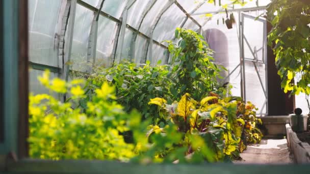 Estufa Com Legumes Jardim — Vídeo de Stock