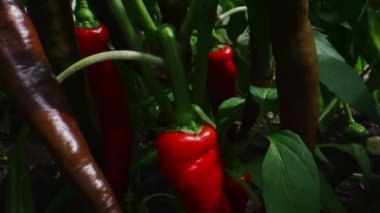 Red spicy chili peppers in greenhouse.