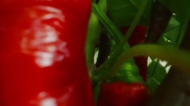 Red spicy chili peppers in greenhouse.