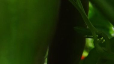 Red spicy chili peppers in greenhouse.