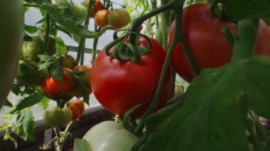 Red and green tomatoes ripen in a greenhouse.