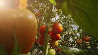 Red and green tomatoes ripen in a greenhouse.