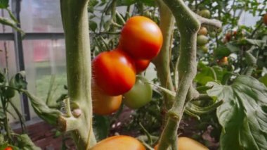 Red and green tomatoes ripen in a greenhouse.