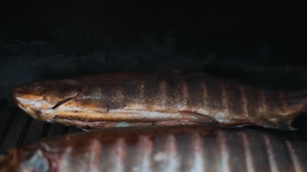 Rainbow Trout Smoked Grill Bbq — Wideo stockowe