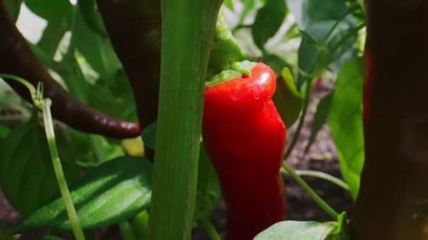 Κόκκινες Πικάντικες Πιπεριές Τσίλι Στο Φαινόμενο Του Θερμοκηπίου — Αρχείο Βίντεο