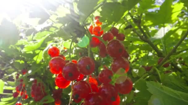Grosellas Rojas Arbusto Día Soleado — Vídeo de stock